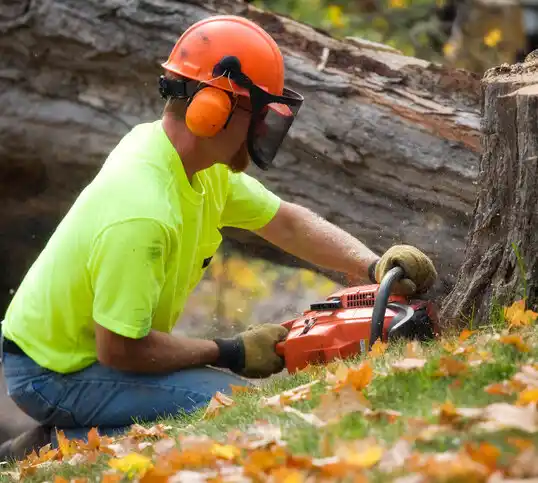 tree services Ewing